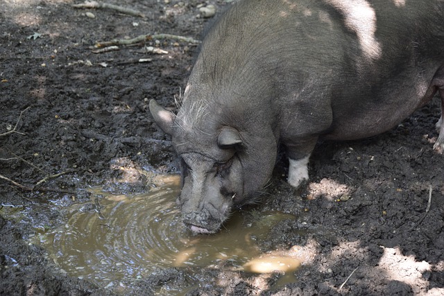 国的田径选 国的田径选